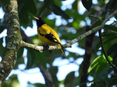 Oriolus xanthornus
