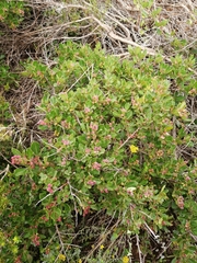 Searsia laevigata