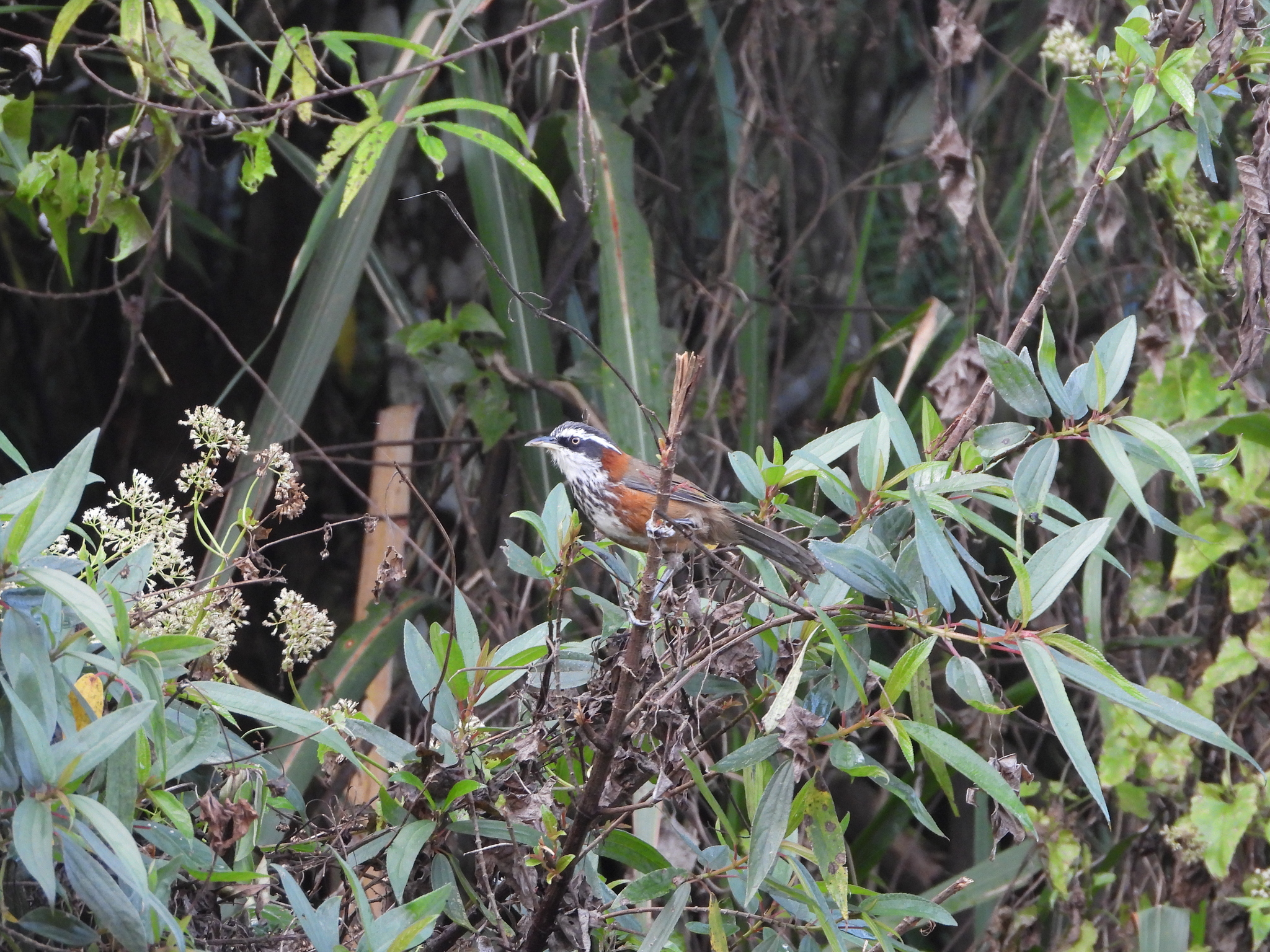 Taiwan Scimitar Babbler