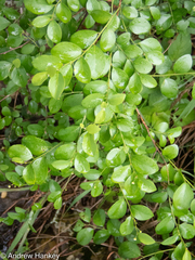 Pseudophyllanthus ovalis