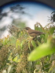 Turdus assimilis