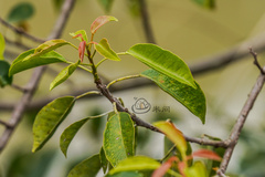 Excoecaria agallocha