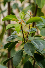 Excoecaria agallocha