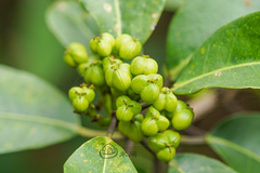 Excoecaria agallocha