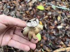 Myriostoma
