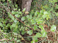 Maytenus peduncularis