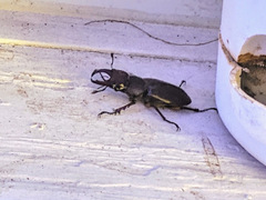 Lucanus capreolus