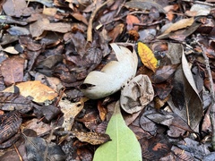 Myriostoma