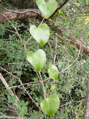 Dioscorea sylvatica
