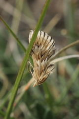 Cynaeda dentalis