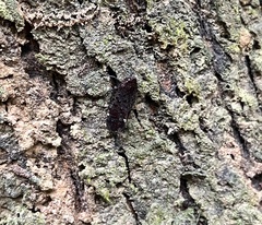 Penthicodes variegatus