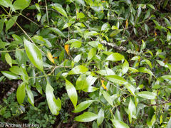 Coptosperma supra-axillare