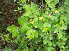 Vangueria macrocalyx