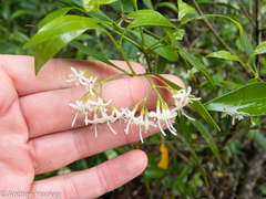 Coptosperma supra-axillare