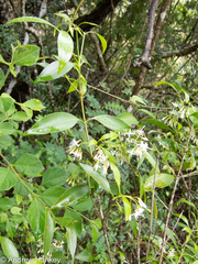 Coptosperma supra-axillare