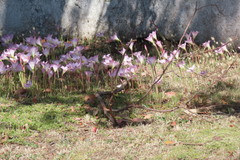 Zephyranthes robusta