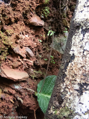 Streptocarpus pentherianus