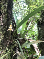 Maxillaria porrecta