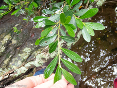 Erythroxylum emarginatum