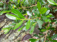 Erythroxylum emarginatum