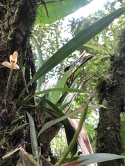 Maxillaria porrecta