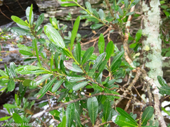 Erythroxylum emarginatum