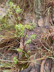 Crassula sarcocaulis