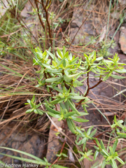 Crassula sarcocaulis