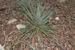 Yucca louisianensis