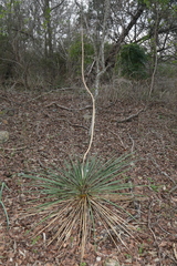 Yucca louisianensis