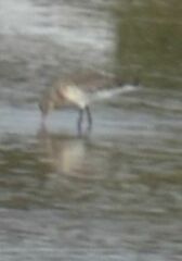 Limosa