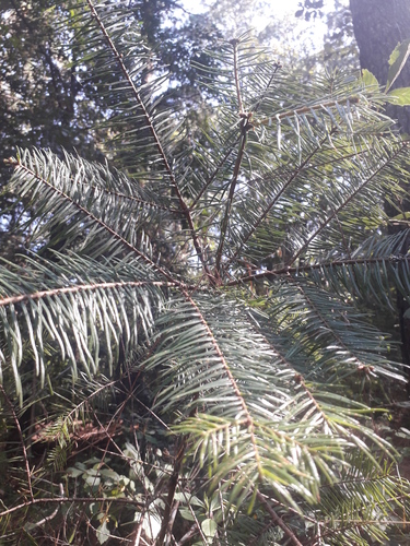 Jalisco fir