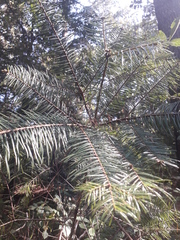 Abies jaliscana