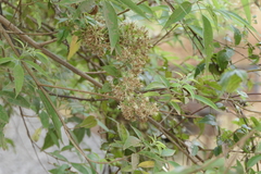 Clematis gouriana