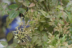 Clematis gouriana