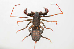 Thelyphonidae