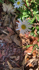 Leucanthemum maximum