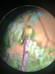 Empidonax flavescens