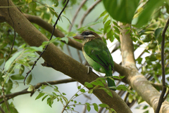 Psilopogon viridis