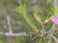 Melaleuca pentagona
