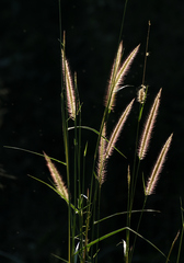 Cenchrus purpureus