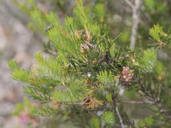 Melaleuca pentagona