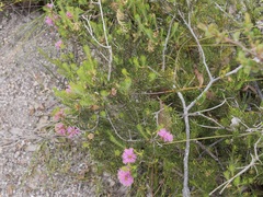 Melaleuca pentagona