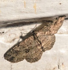 Melanolophia