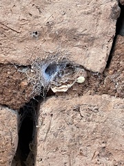 Filistatinae