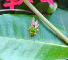 Agapostemon nasutus