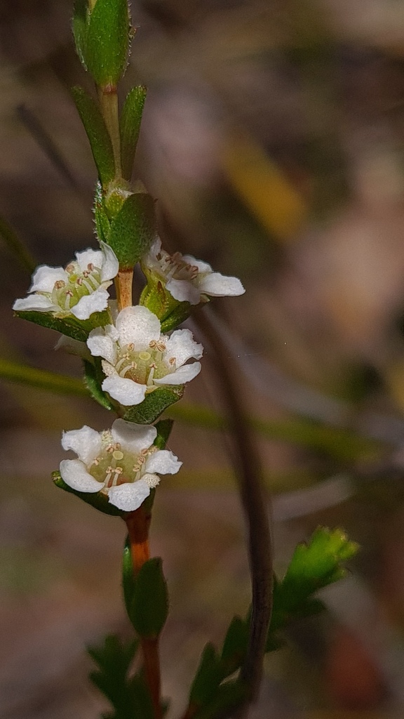 Baeckea diosmifolia
