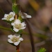 Baeckea diosmifolia - Photo (c) Petra Holland, algunos derechos reservados (CC BY), subido por Petra Holland