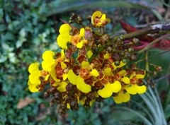 Trichocentrum ascendens