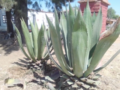 Agave inaequidens